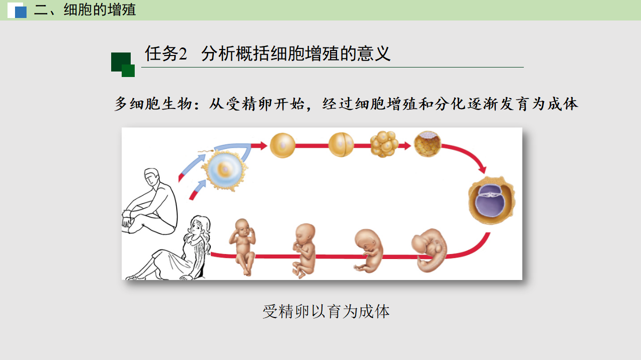 6.1 细胞的增殖（课件）-【高效课堂】2022-2023学年高一生物精讲课件 导学案（人教版2019必修1）_35531026_16.png