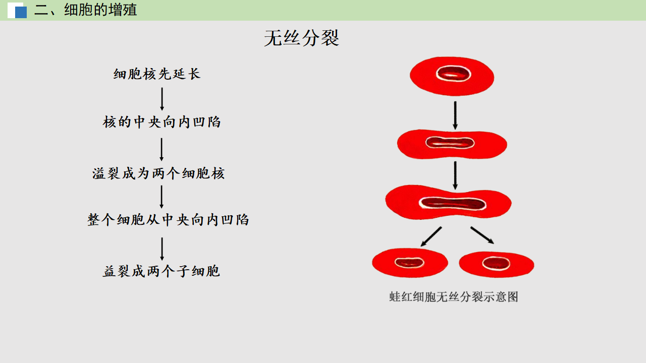 6.1 细胞的增殖（课件）-【高效课堂】2022-2023学年高一生物精讲课件 导学案（人教版2019必修1）_35531026_22.png