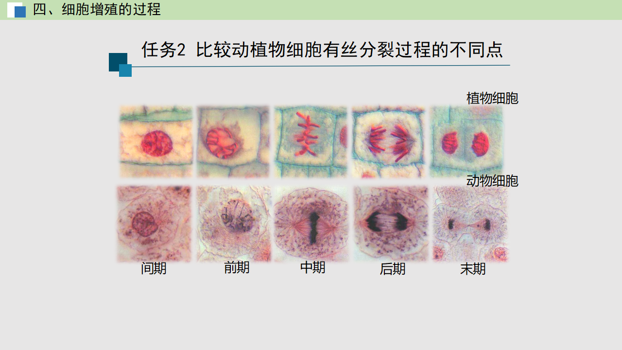 6.1 细胞的增殖（课件）-【高效课堂】2022-2023学年高一生物精讲课件 导学案（人教版2019必修1）_35531026_48.png