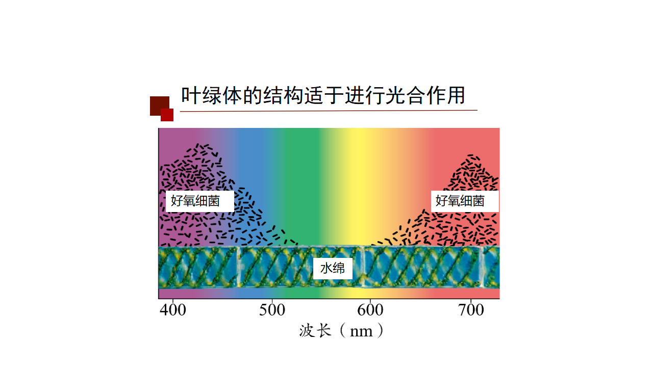 5.4 光合作用与能量转化（课件）-【高效课堂】2022-2023学年高一生物精讲课件 导学案（人教版2019必修1）_35530535_50.png