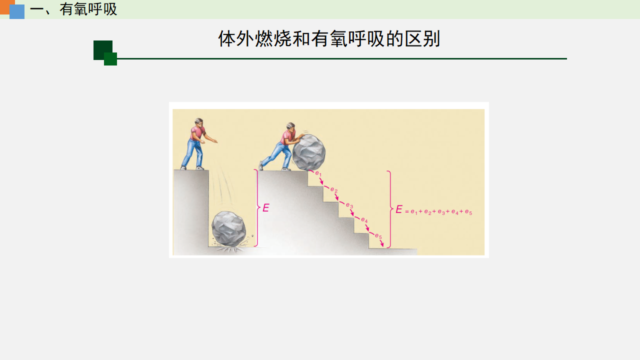 5.3 细胞呼吸的原理和应用（课件）-【高效课堂】2022-2023学年高一生物精讲课件 导学案（人教版2019必修1）_35530531_23.png