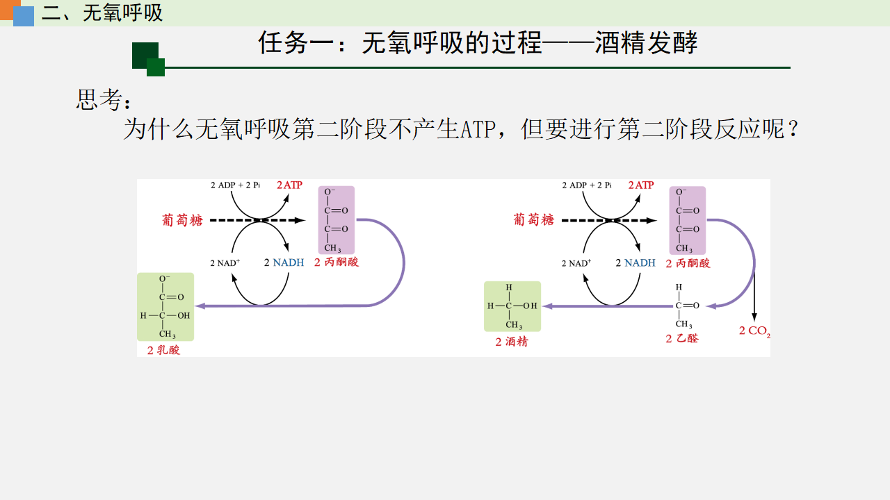 5.3 细胞呼吸的原理和应用（课件）-【高效课堂】2022-2023学年高一生物精讲课件 导学案（人教版2019必修1）_35530531_49.png