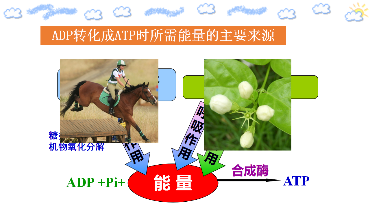 5.2 细胞的能量“货币”——ATP 课件【新教材】人教版（2019）高中生物必修一（含视频和思维导图）_19.png