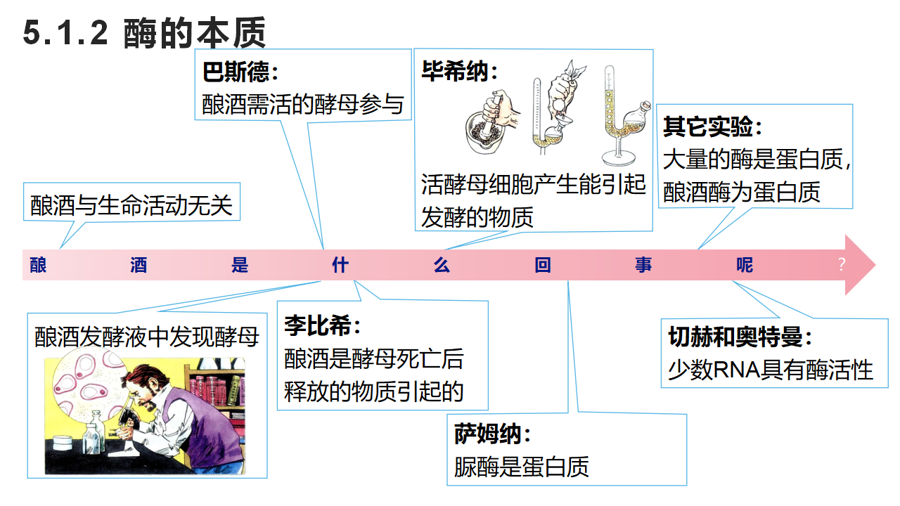 5.1降低化学反应活化能的酶-1_20.png