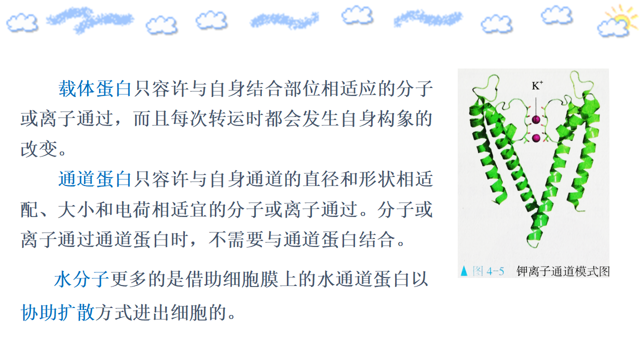 4.1.2 被动运输_09.png