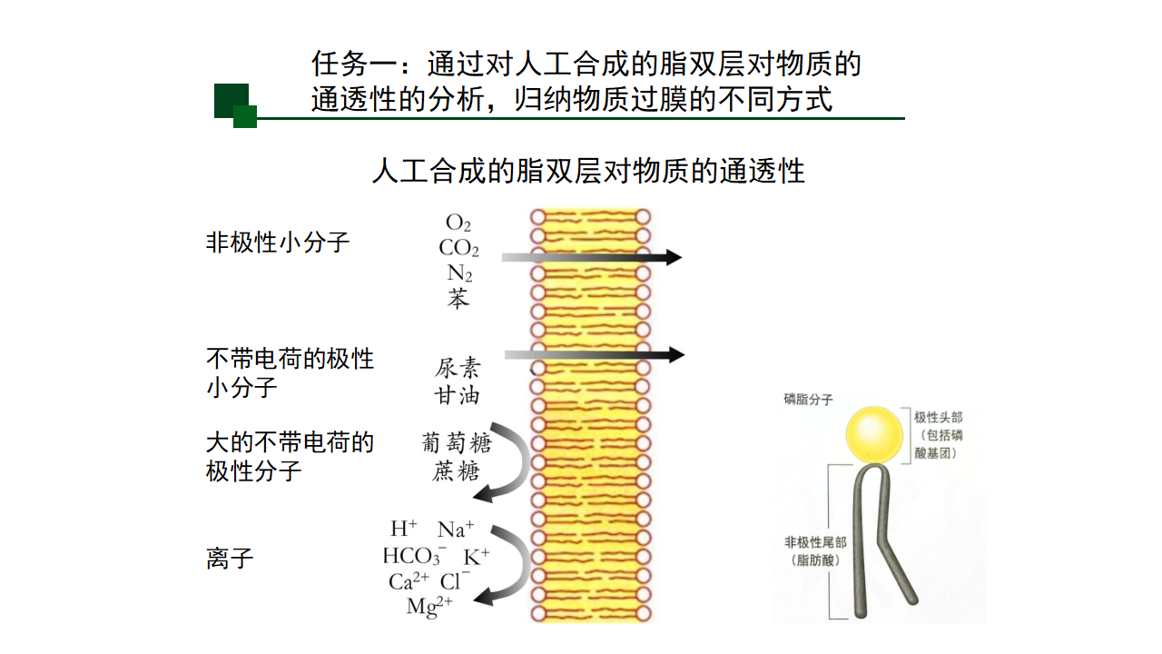 4.1 被动运输（课件）-【高效课堂】2022-2023学年高一生物精讲课件 导学案（人教版2019必修1）_34466001_34.png