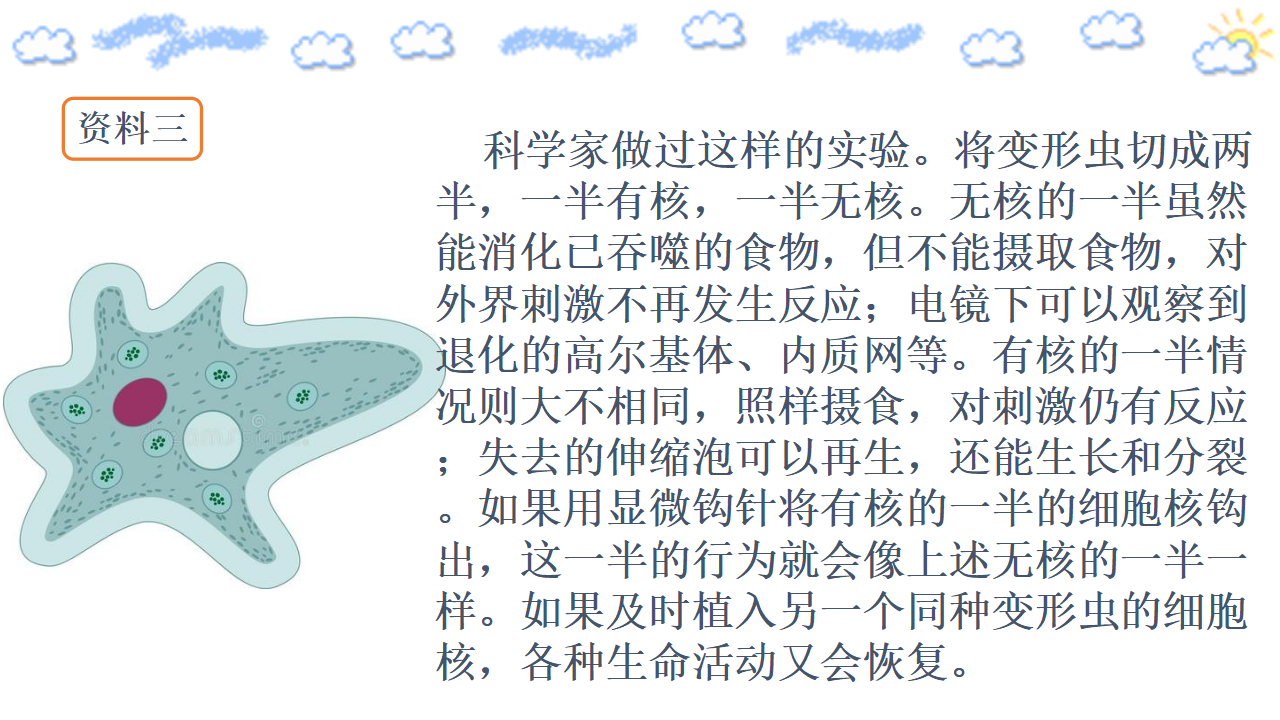 3.3 细胞核的结构和功能 课件【新教材】人教版（2019）高中生物必修一（含视频和思维导图）_09.png