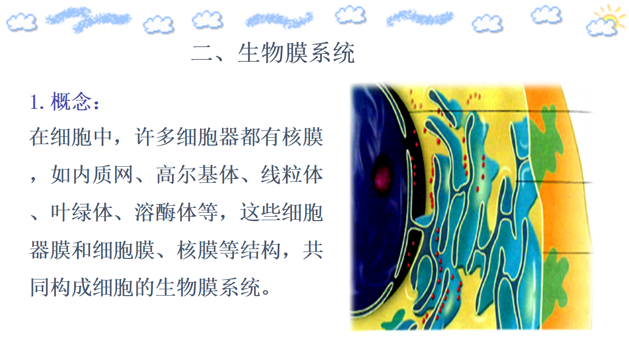 3.2.2 细胞器之间的分工合作 课件共21张PPT_11.png