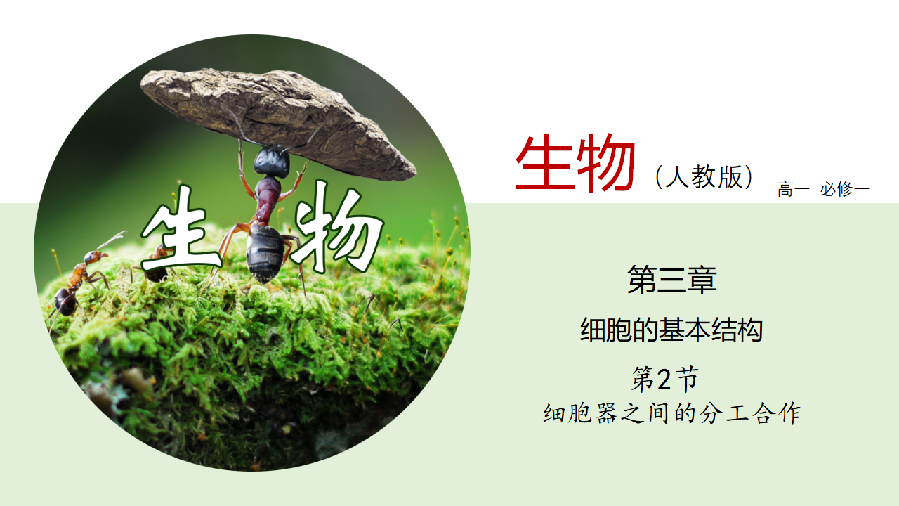 3.2 细胞器之间的分工合作（课件）-【高效课堂】2022-2023学年高一生物精讲课件 导学案（人教版2019必修1）_34465853_01.png