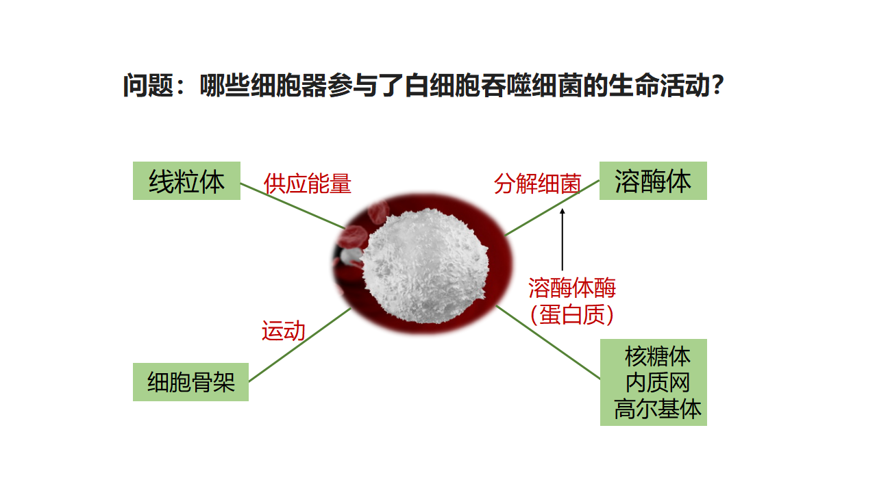 3.2 细胞器之间的分工合作（课件）-【高效课堂】2022-2023学年高一生物精讲课件 导学案（人教版2019必修1）_34465853_23.png