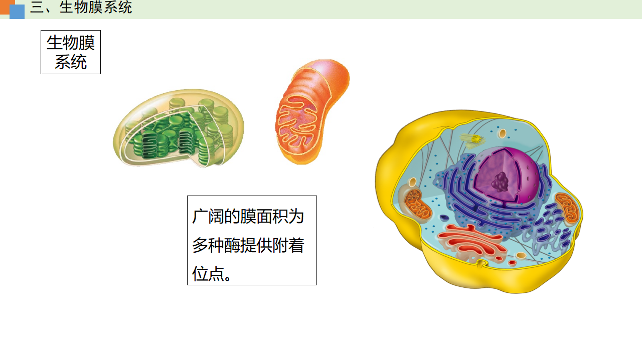 3.2 细胞器之间的分工合作（课件）-【高效课堂】2022-2023学年高一生物精讲课件 导学案（人教版2019必修1）_34465853_57.png