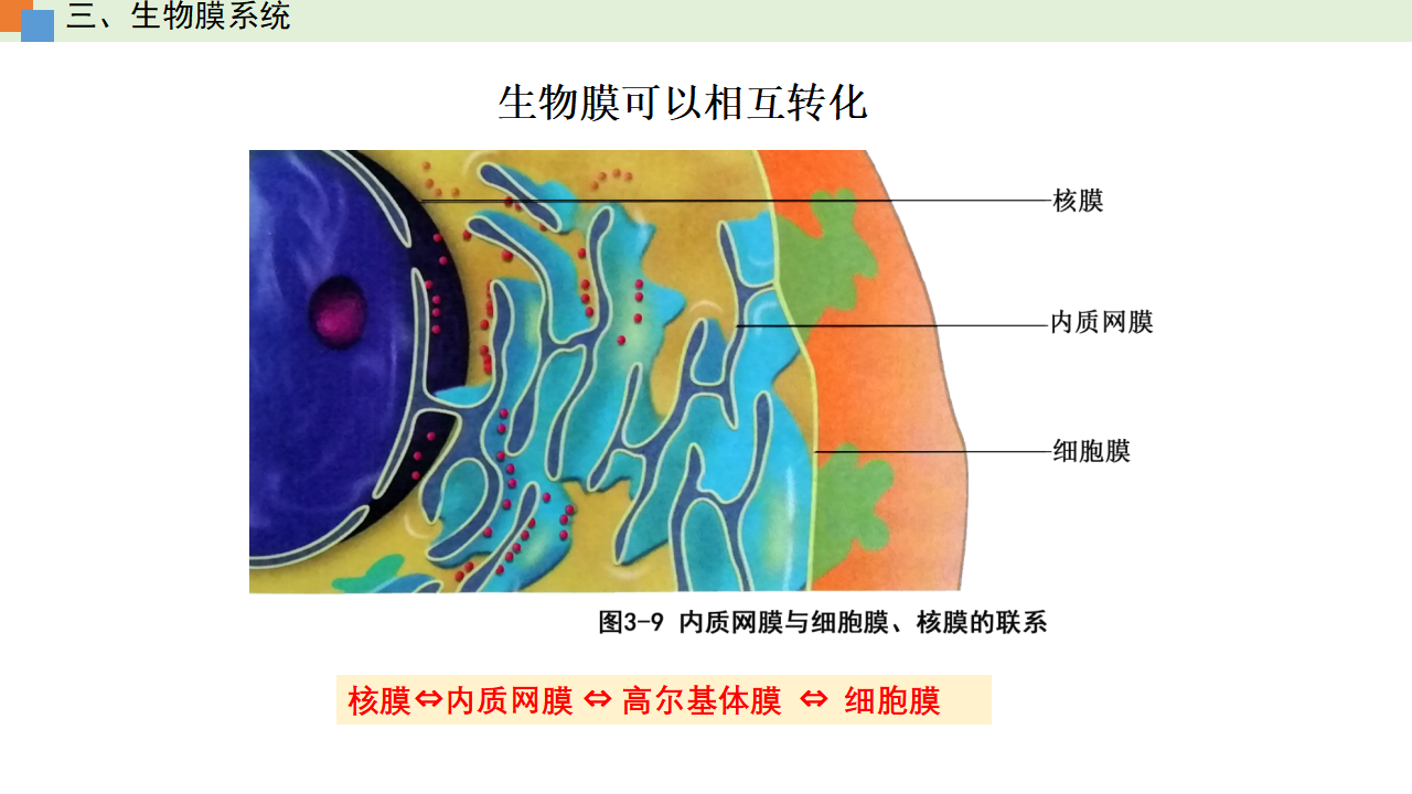3.2 细胞器之间的分工合作（课件）-【高效课堂】2022-2023学年高一生物精讲课件 导学案（人教版2019必修1）_34465853_59.png
