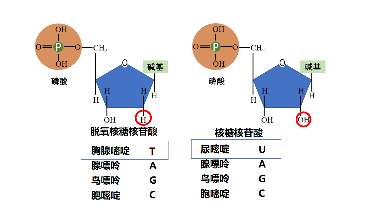 2.5 核酸是遗传信息的携带者（课件）-【高效课堂】2022-2023学年高一生物精讲课件 导学案（人教版2019必修1）_34233026_09.png