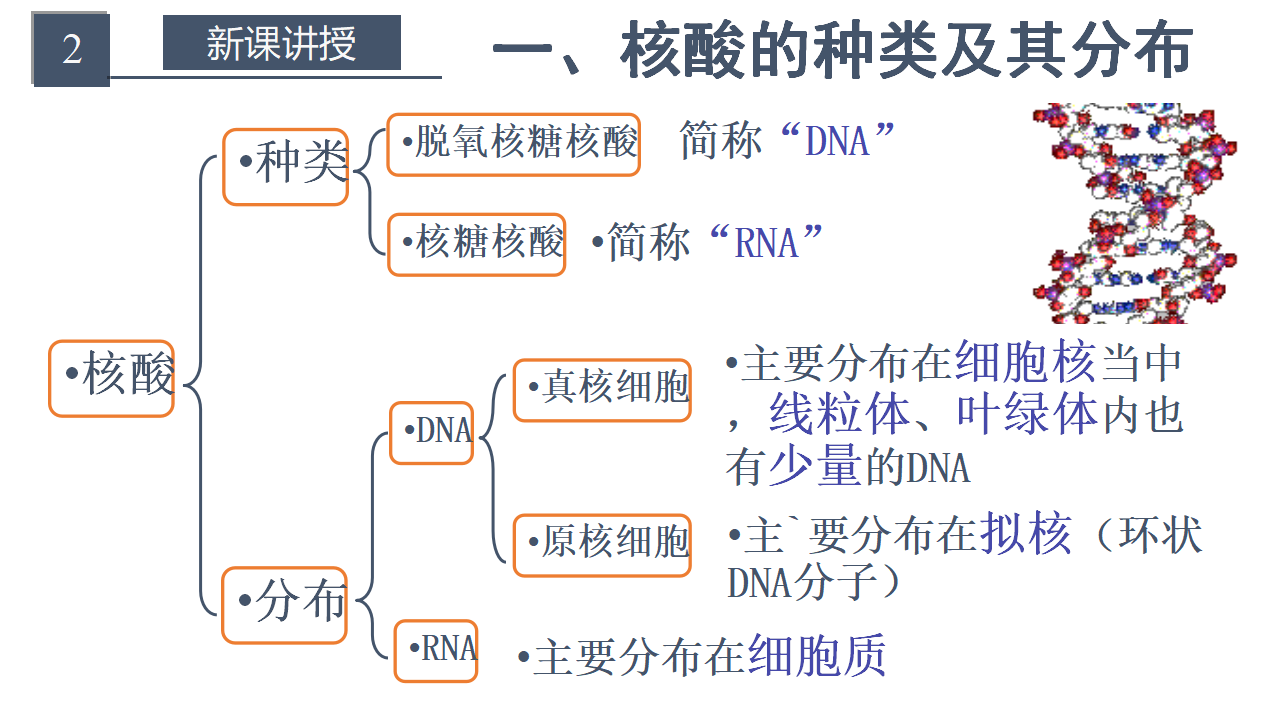 2.5 核酸是遗传信息的携带者 课件【新教材】人教版（2019）高中生物必修一共22张PPT_06.png