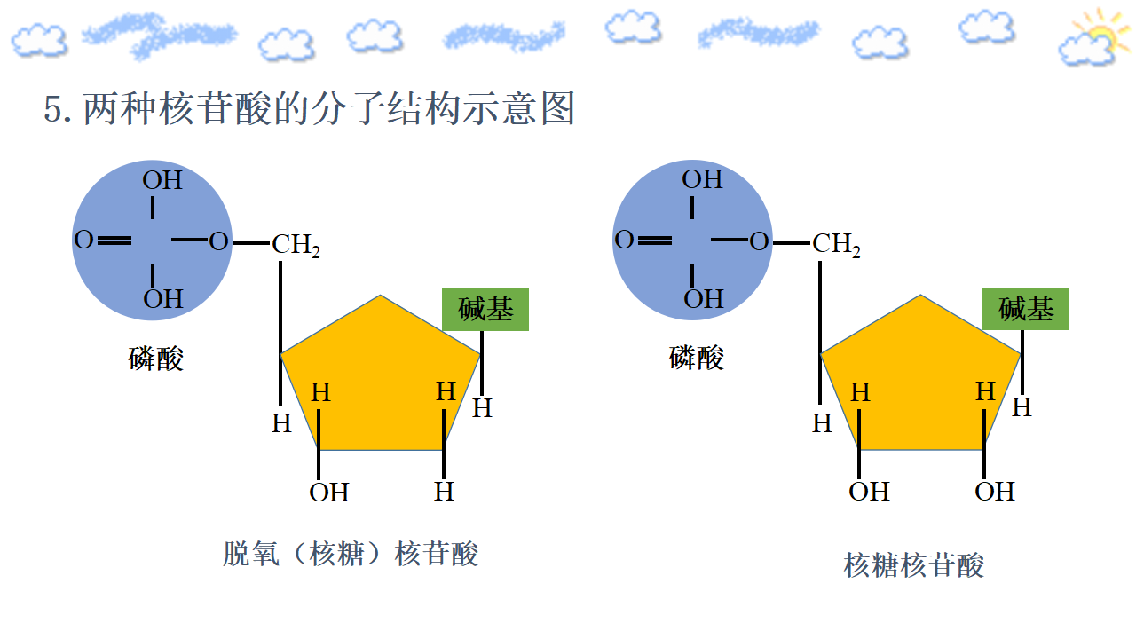 2.5 核酸是遗传信息的携带者 课件【新教材】人教版（2019）高中生物必修一共22张PPT_08.png