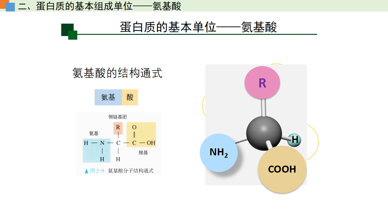 2.4 蛋白质是生命活动的主承担者（课件）-【高效课堂】2022-2023学年高一生物精讲课件 导学案（人教版2019必修1）_34233023_17.png