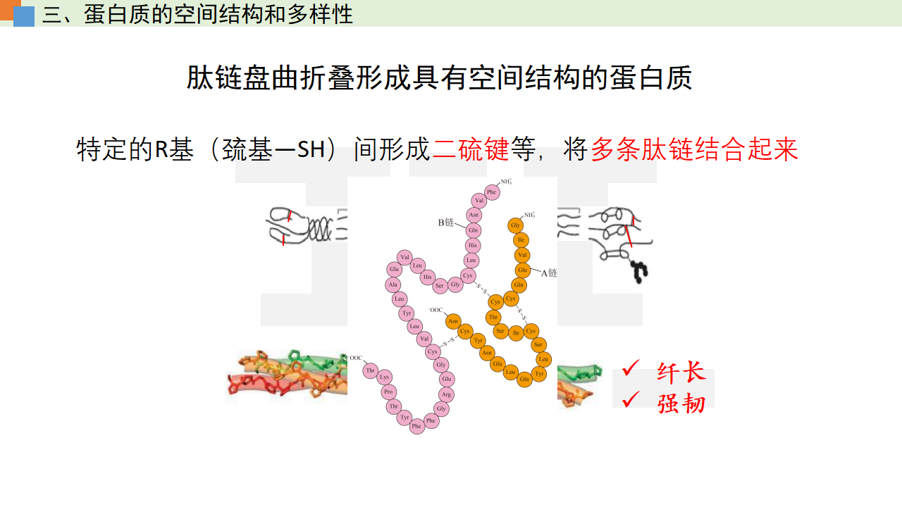 2.4 蛋白质是生命活动的主承担者（课件）-【高效课堂】2022-2023学年高一生物精讲课件 导学案（人教版2019必修1）_34233023_33.png