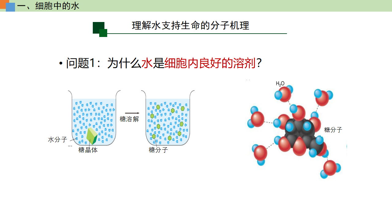 2.2 细胞中的无机物（课件）-【高效课堂】2022-2023学年高一生物精讲课件 导学案（人教版2019必修1）_34233037_12.png