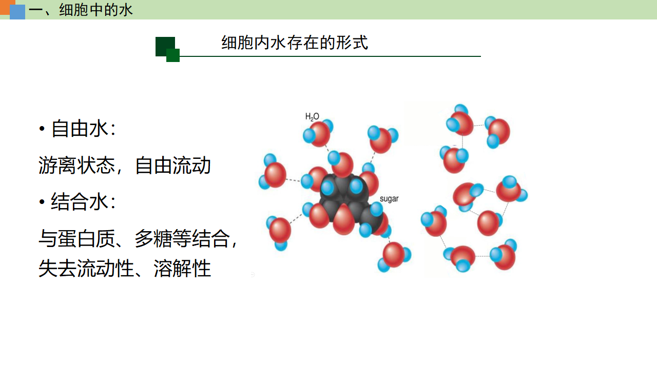 2.2 细胞中的无机物（课件）-【高效课堂】2022-2023学年高一生物精讲课件 导学案（人教版2019必修1）_34233037_17.png