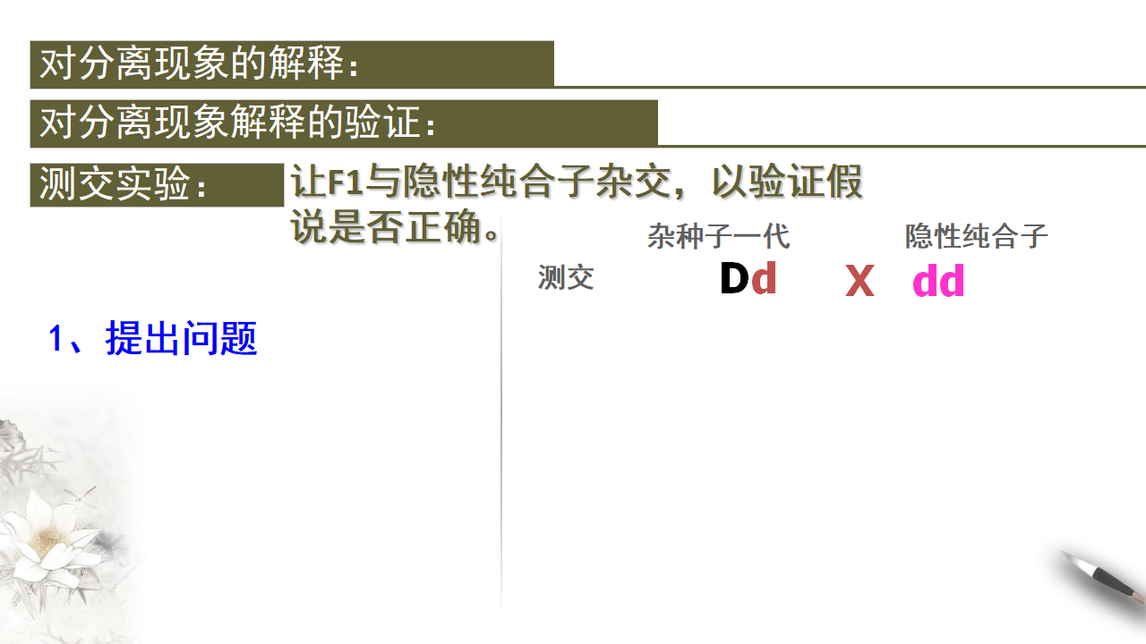 【新教材精创】1.1.2 孟德尔的豌豆杂交实验（一） 课件（1）-人教版高中生物必修2遗传与进化共38张PPT_25.png