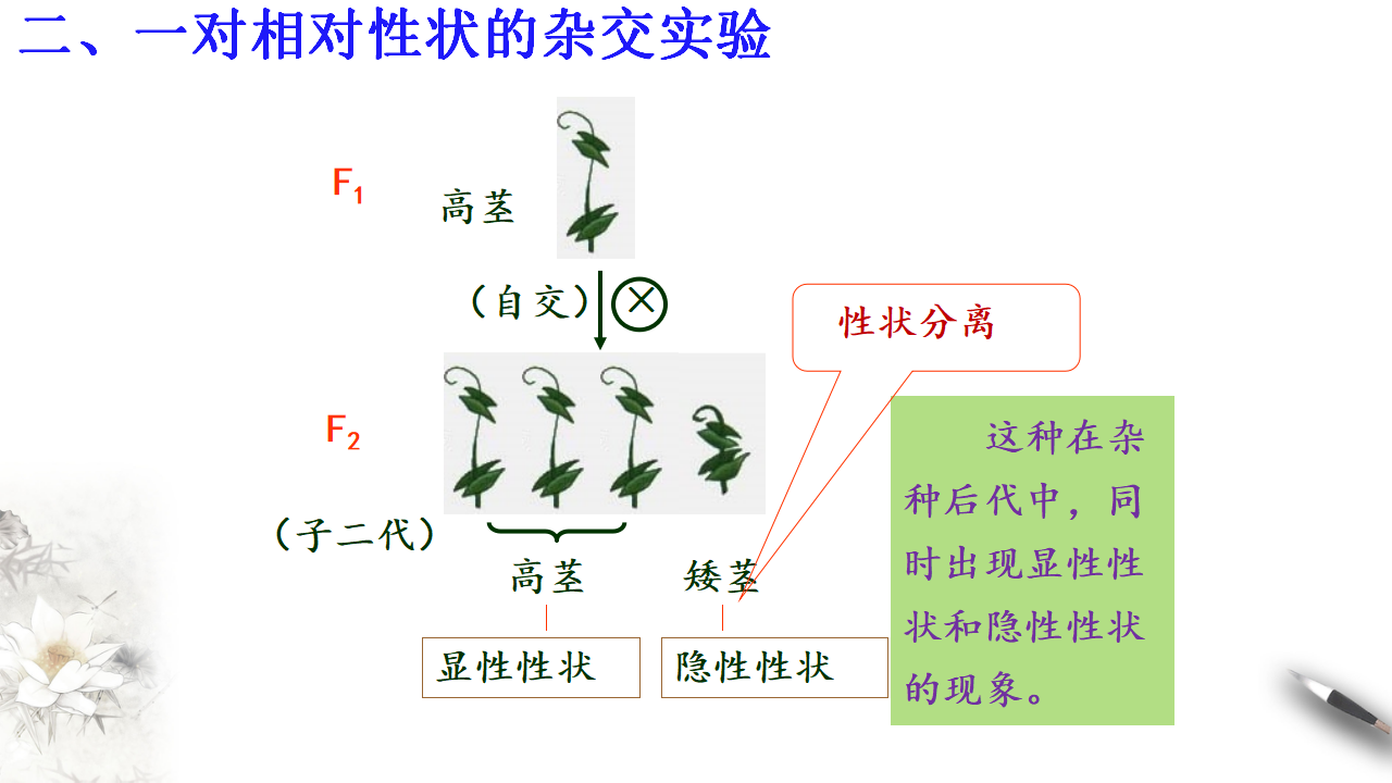 【新教材精创】1.1.1 孟德尔的豌豆杂交实验（一） 课件（2）-人教版高中生物必修2遗传与进化共26张PPT_18.png