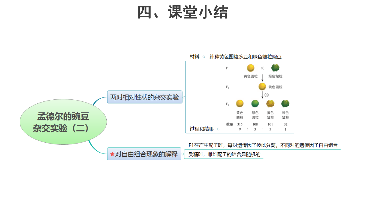 【教学课件】第2节 孟德尔的豌豆杂交实验（二） 第1课时 示范课件1_13.png