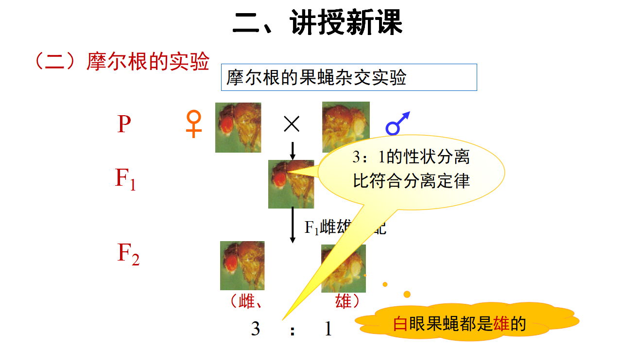 【教学课件】第2节 基因在染色体上 示范课件27_14.png
