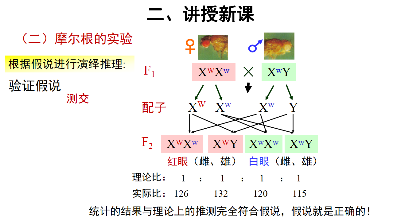 【教学课件】第2节 基因在染色体上 示范课件27_18.png
