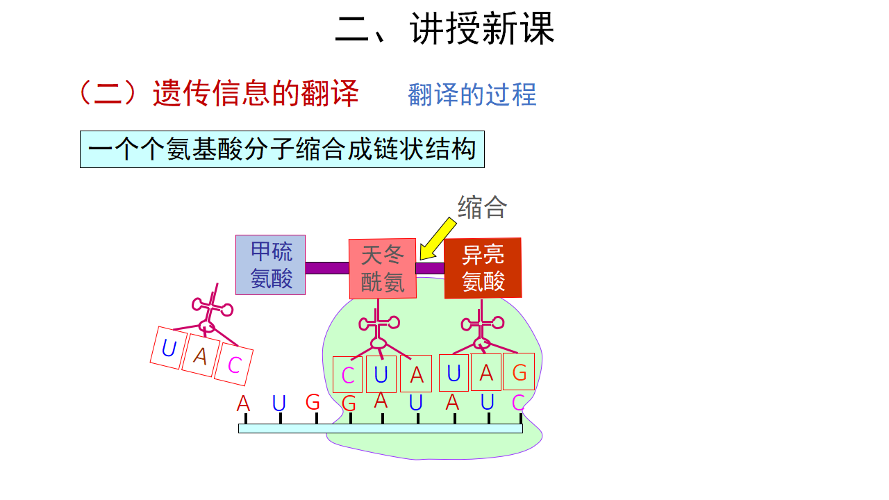 【教学课件】第1节 基因指导蛋白质的合成 第2课时 示范课件32_17.png