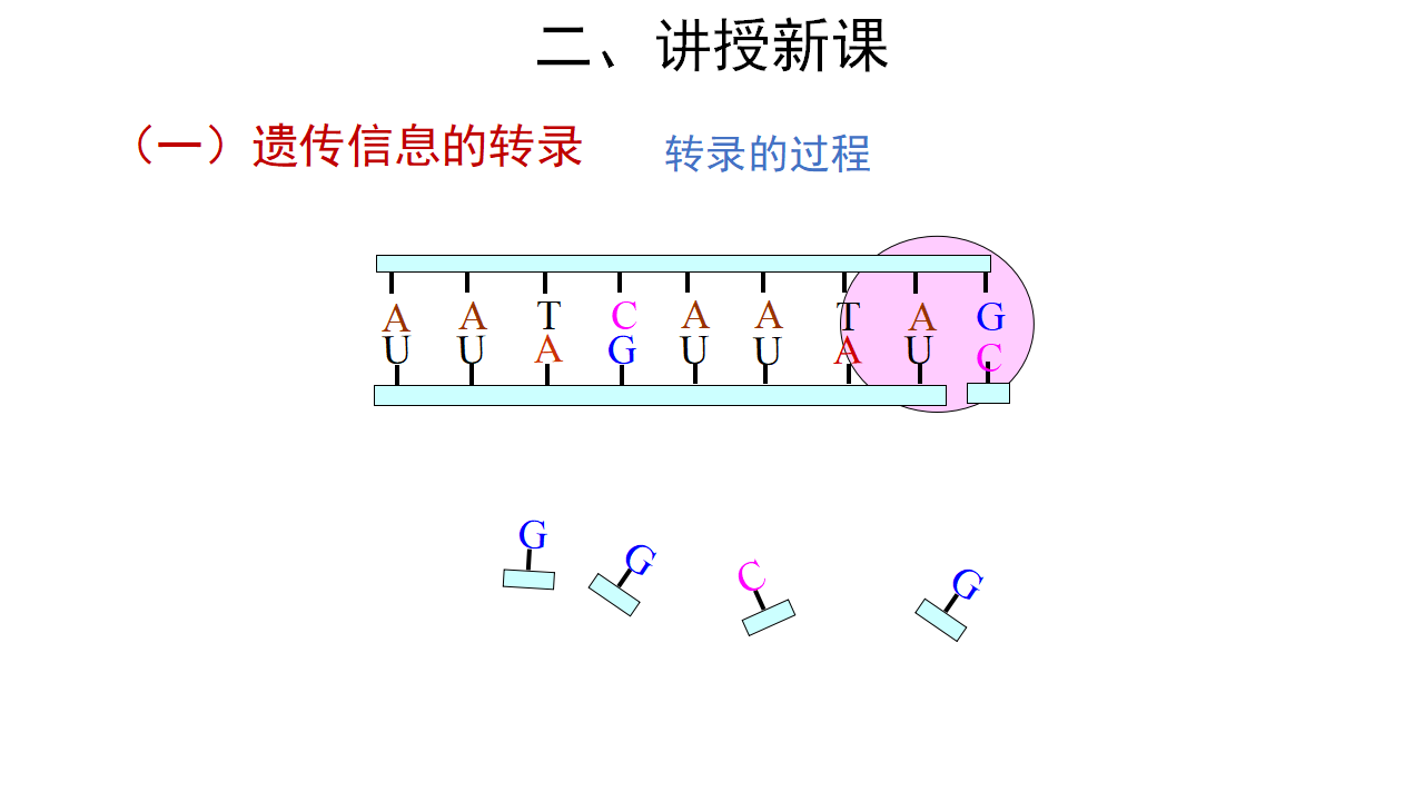 【教学课件】第1节 基因指导蛋白质的合成 第1课时 示范课件29_22.png