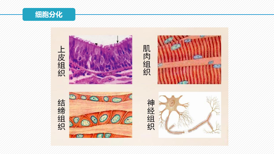 6.2 细胞的分化（精讲课件）-2022-2023学年高一生物同步精品课堂（人教版2019必修1）_06.png