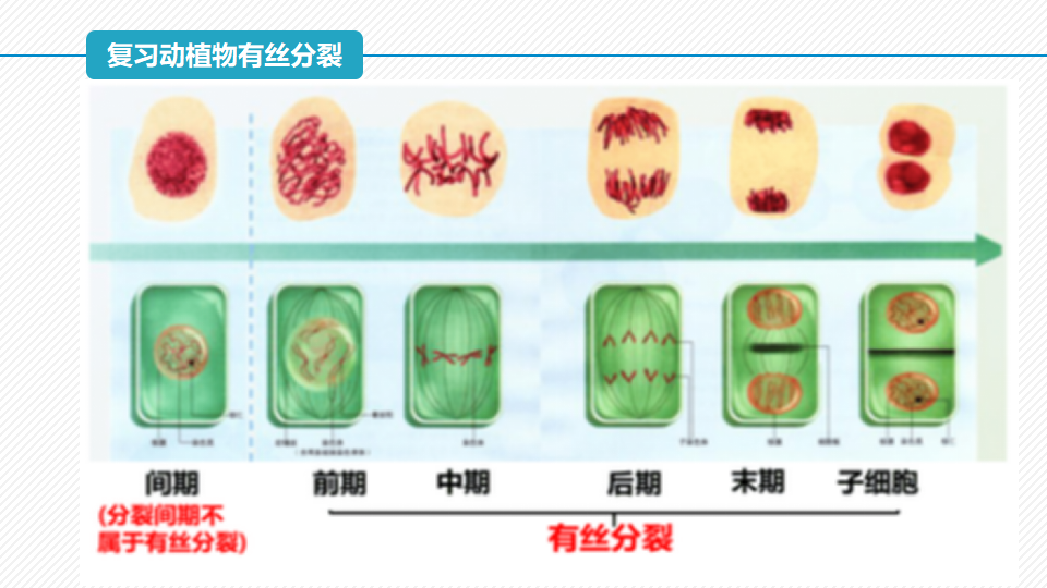 6.1 细胞的增殖（第2课时）（精讲课件）-2022-2023学年高一生物同步精品课堂（人教版2019必修1）_03.png