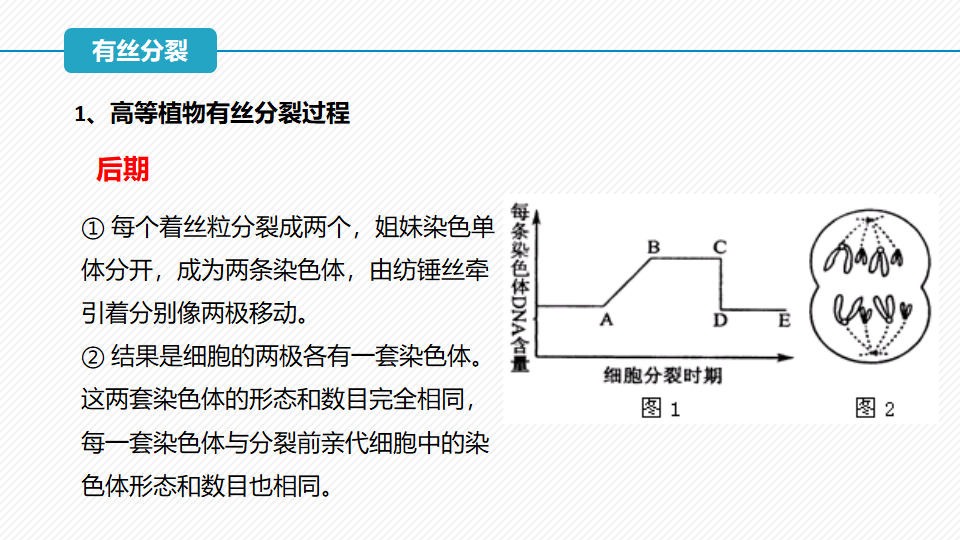 6.1 细胞的增殖（第1课时）（精讲课件）-2022-2023学年高一生物同步精品课堂（人教版2019必修1）_16.png