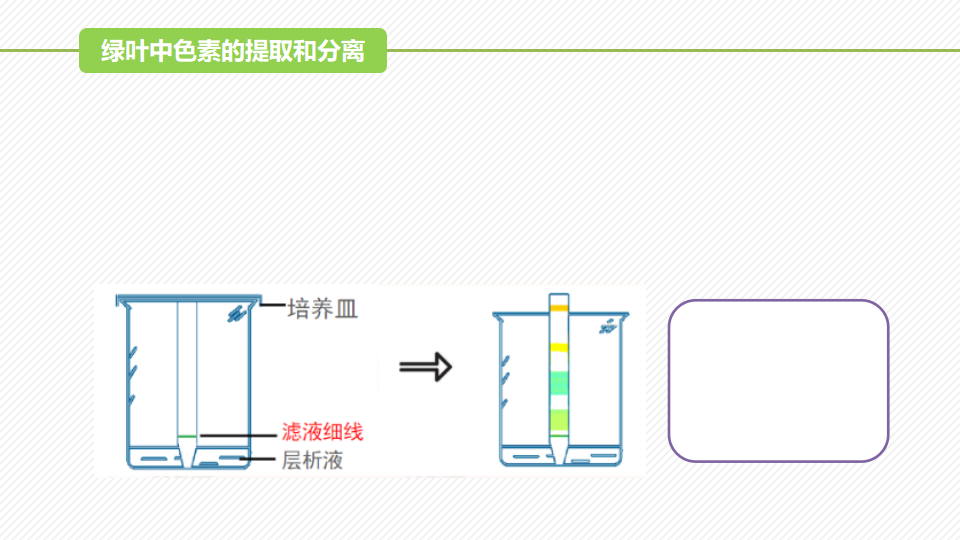 5.4 光合作用与能量转化（第1课时）（精讲课件）-2022-2023学年高一生物同步精品课堂（人教版2019必修1）_16.png