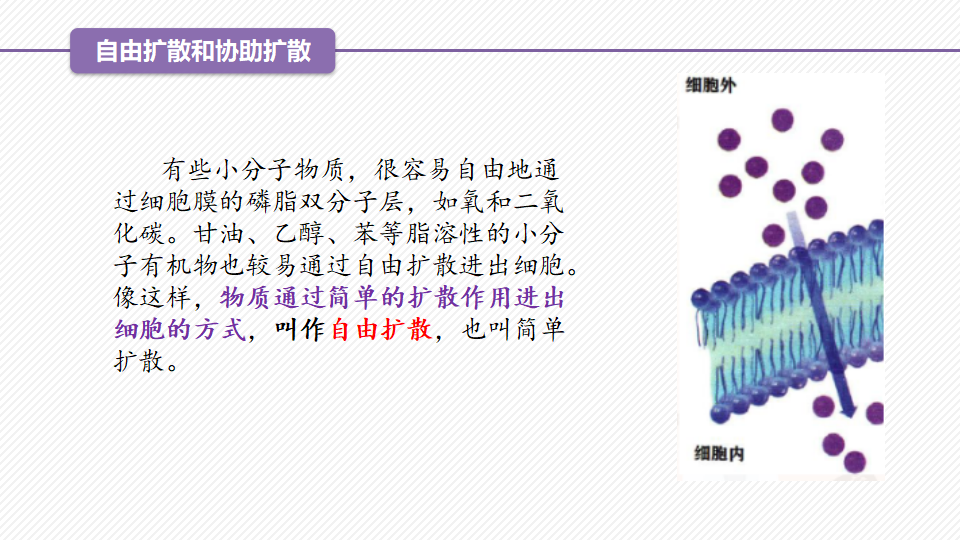 4.1 被动运输（精讲课件）-2022-2023学年高一生物同步精品课堂（人教版2019必修1）_17.png