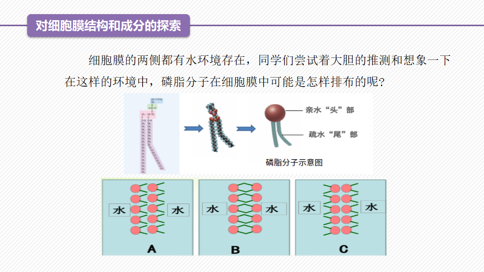 3.1 细胞膜的结构和功能（精讲课件）-2022-2023学年高一生物同步精品课堂（人教版2019必修1）_10.png
