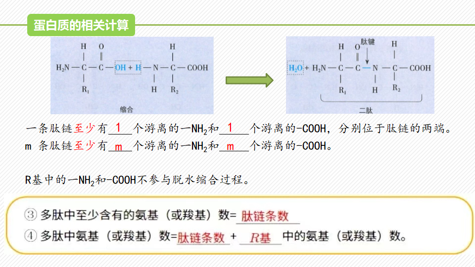 2.4 蛋白质是生命活动的主要承担者（精讲课件）-2022-2023学年高一生物同步精品课堂（人教版2019必修1）_23.png