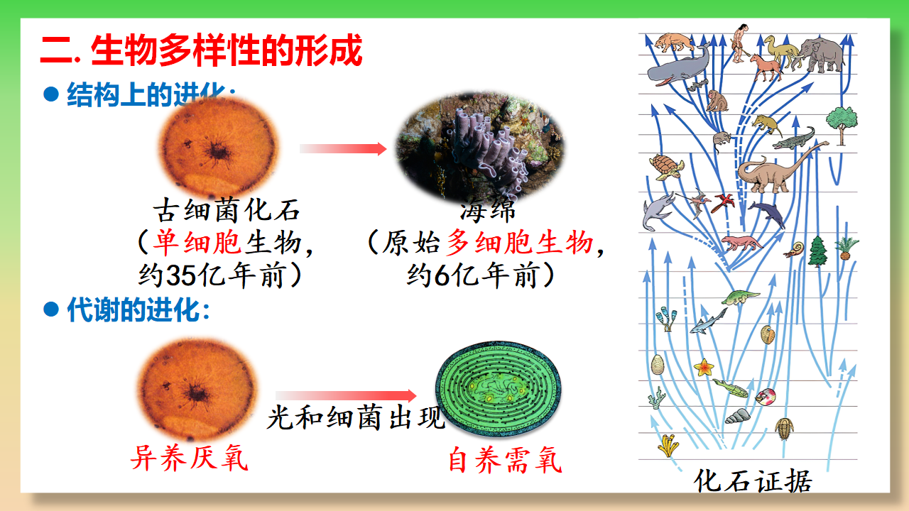 6.4 协同进化与生物多样性的形成-【实践教学】2022-2023学年高一生物同步优质课件（人教版2019必修2）_18.png