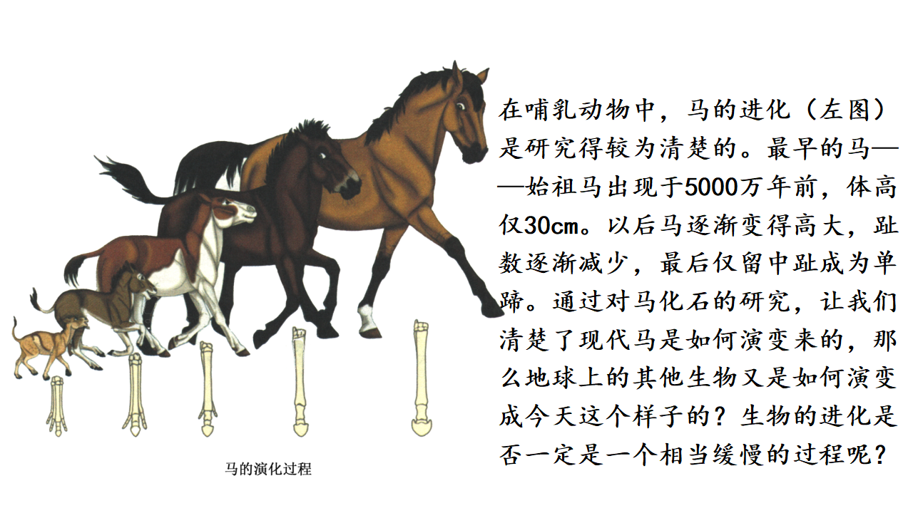 6.2 自然选择与适应的形成-【实践教学】2022-2023学年高一生物同步优质课件（人教版2019必修2）_02.png