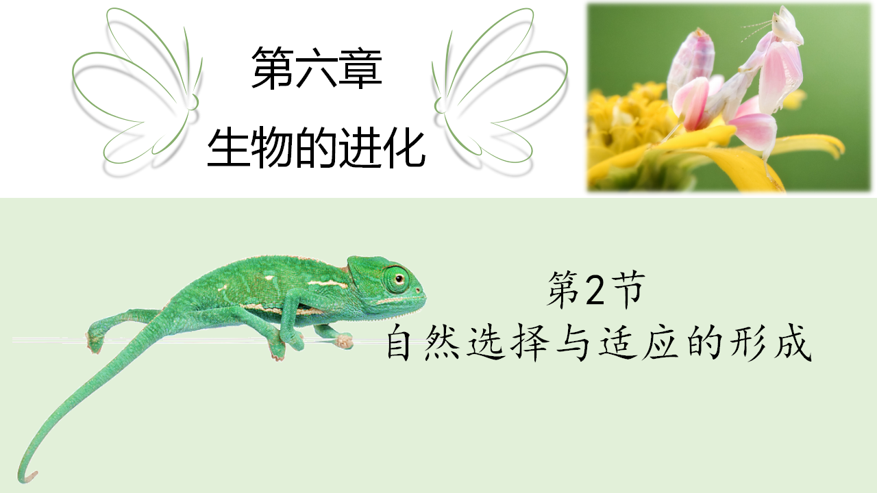 6.2 自然选择与适应的形成-【实践教学】2022-2023学年高一生物同步优质课件（人教版2019必修2）_01.png