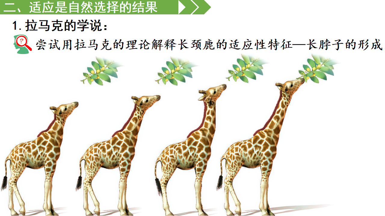 6.2 自然选择与适应的形成-【实践教学】2022-2023学年高一生物同步优质课件（人教版2019必修2）_09.png