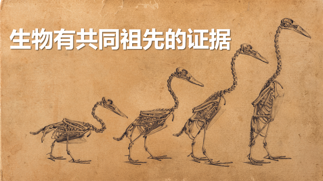 6.1 生物有共同祖先的证据-【实践教学】2022-2023学年高一生物同步优质课件（人教版2019必修2）_01.png