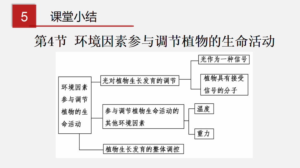 5.4 环境因素参与调节植物的生命活动（课件）-2020-2021学年上学期高二生物学同步精品课堂（新教材人教版选择性必修1）（共26张PPT）_25.png