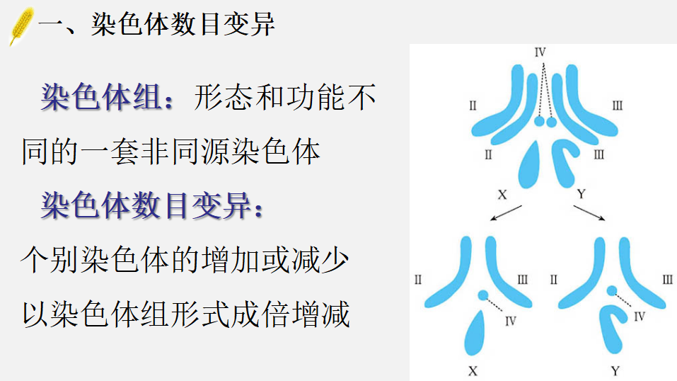 5.2 染色体变异-【实践教学】2022-2023学年高一生物同步优质课件（人教版2019必修2）_04.png