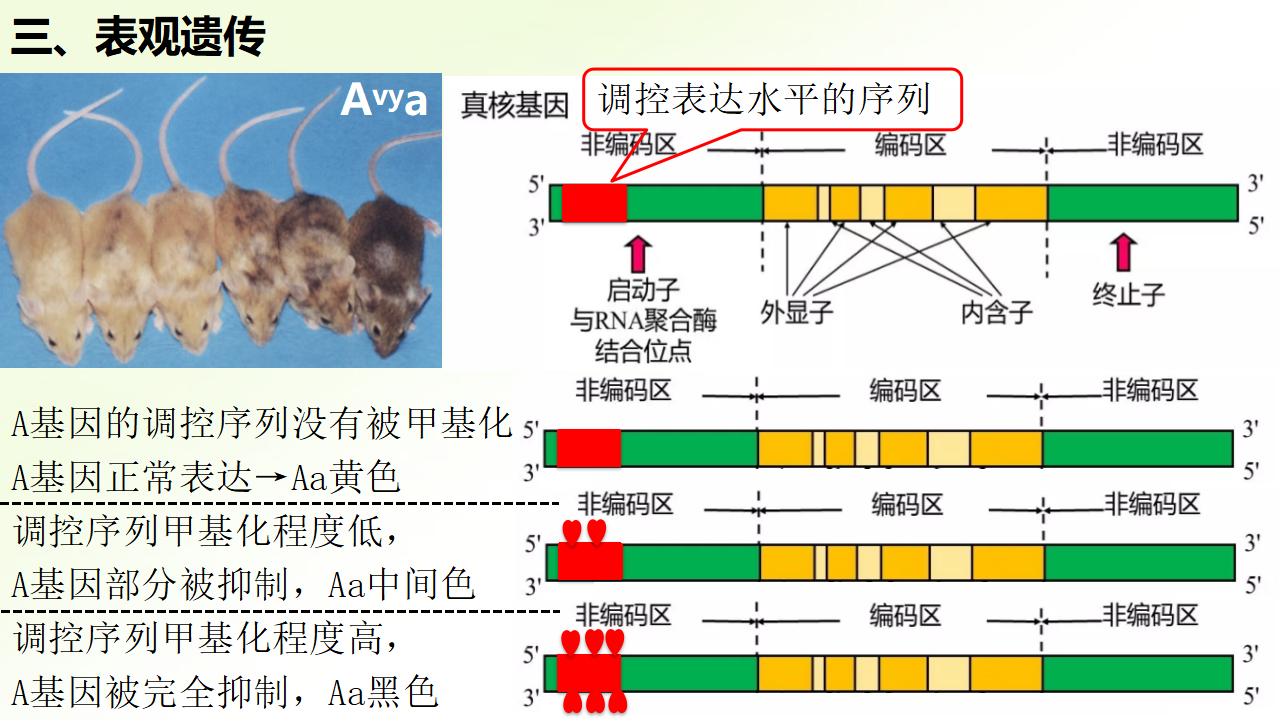 4.2 基因表达与性状的关系-【实践教学】2022-2023学年高一生物同步优质课件（人教版2019必修2）_13.png