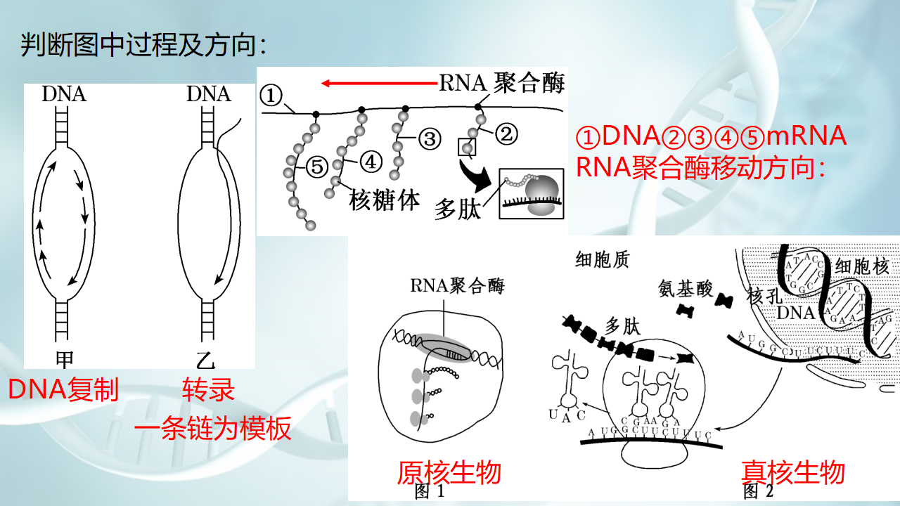 4.1 DNA指导蛋白质的合成-【实践教学】2022-2023学年高一生物同步优质课件（人教版2019必修2）_23.png