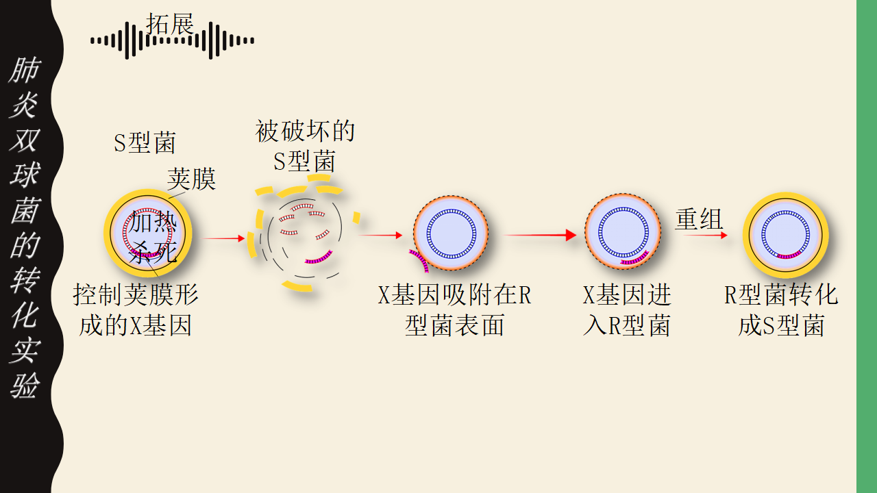 3.1 DNA是主要的遗传物质-【实践教学】2022-2023学年高一生物同步优质课件（人教版2019必修2）_09.png