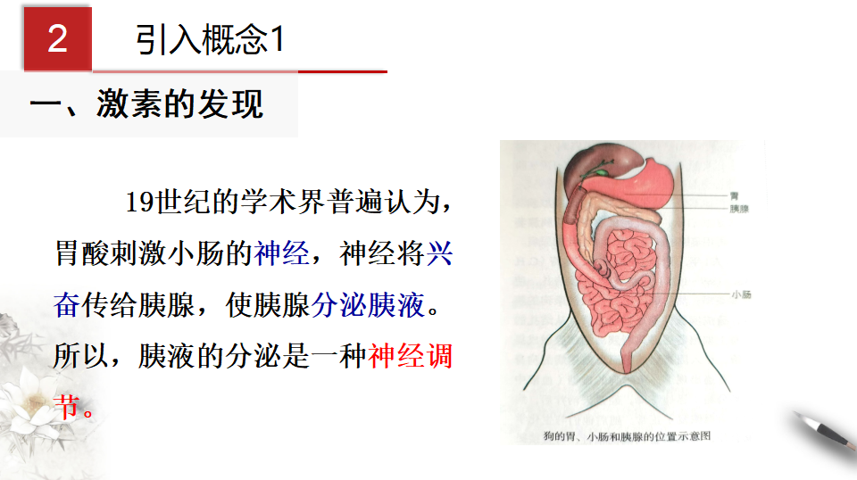 3.1 激素与内分泌系统（课件）-2020-2021学年上学期高二生物学同步精品课堂（新教材人教版选择性必修1）（共27张PPT）_06.png