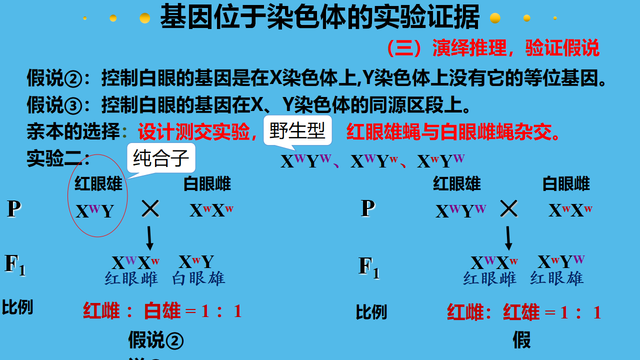 2.2 基因在染色体上-【实践教学】2022-2023学年高一生物同步优质课件（人教版2019必修2）_15.png