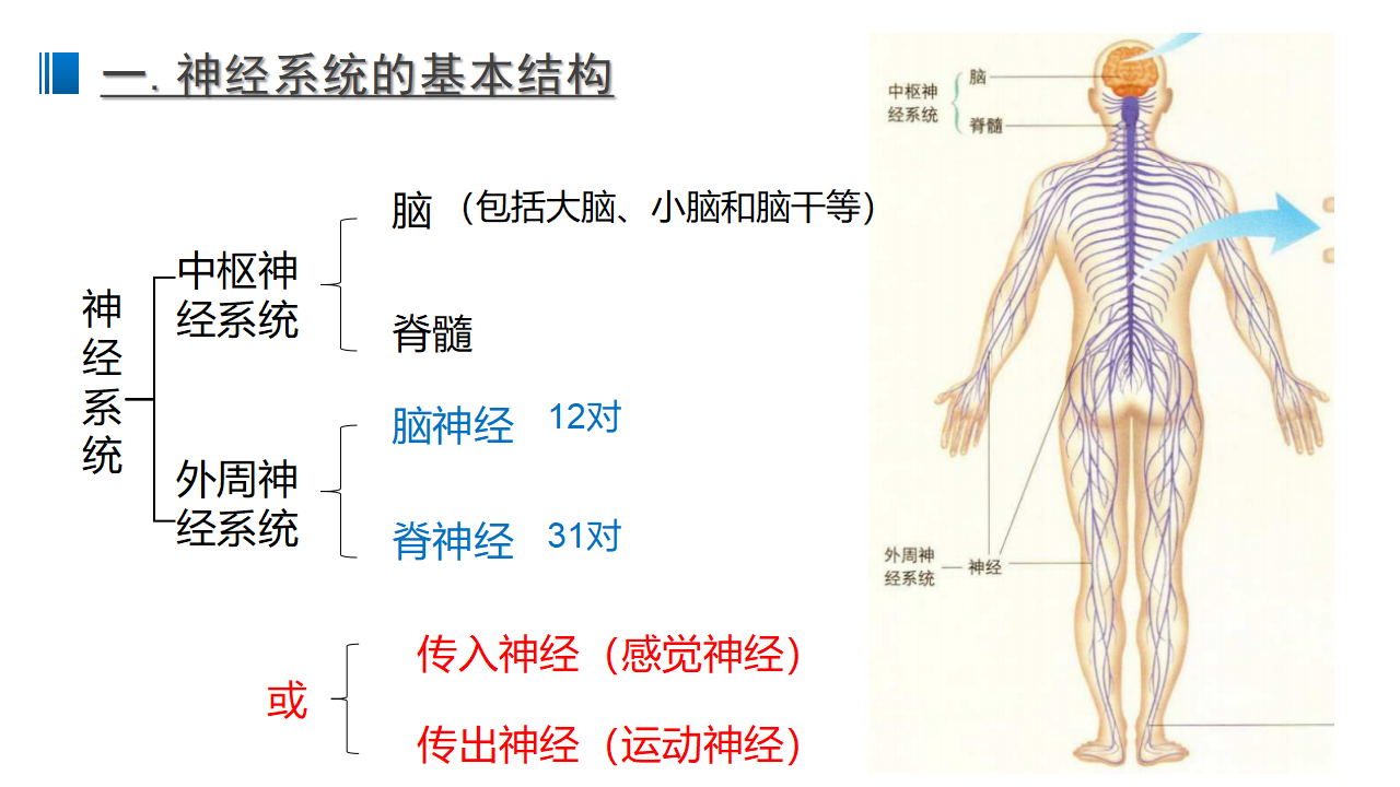 2.1 神经调节的结构基础 课件 【新教材】人教版（2019）高中生物选择性必修一_02.png